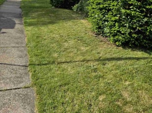 Kendra R.'s grass cutting service result