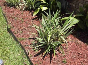 Christine G.'s Flower Bed Weeding service result