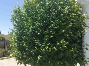 Raul A.'s grass maintenance service result