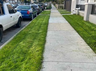Jaron M.'s turf maintenance service result