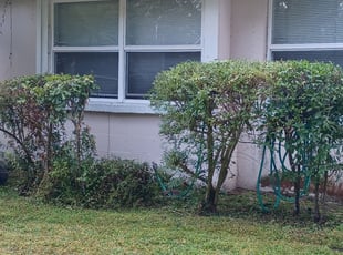 Angel T.'s Bush Trimming service result