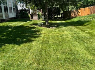 Crystal B.'s turf care service result
