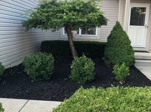 Angela W.'s Bush Trimming service result