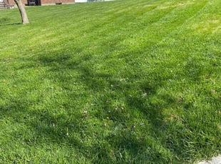 Louise H.'s grass cutting service result