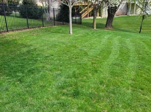Barbara A.'s grass cutting service result