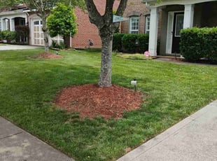 Dave S.'s lawn care service result