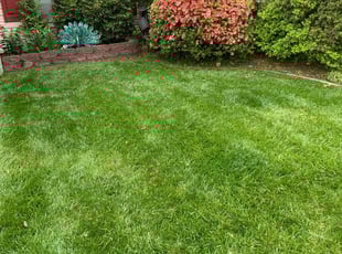 Sherri H.'s lawn care service result
