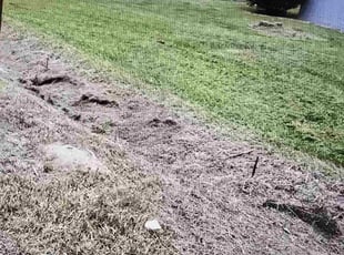 Cindy C.'s Bush Trimming service result