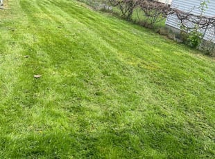 Michael B.'s Long Grass Cleanup service result