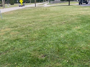 Maureen B.'s grass cutting service result