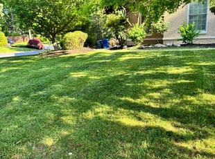 Madelyn B.'s turf maintenance service result