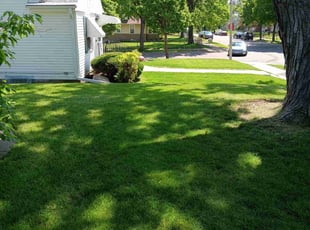 Dawn Z.'s turf care service result