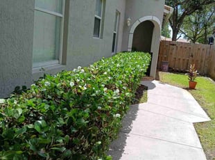 Ronald H.'s Bush Trimming service result