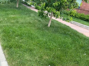 Malik E.'s lawn maintenance service result