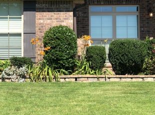 Jacquelin D.'s turf care service result