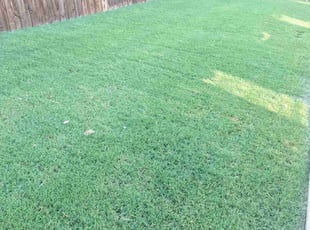 Carlyn H.'s lawn care services service result