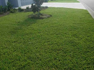 Marcia K.'s lawn maintenance service result