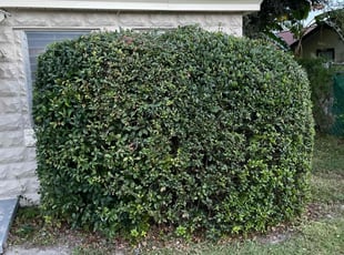 Donna W.'s Bush Trimming service result