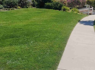 Brian V.'s turf care service result