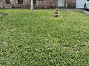 Scott T.'s grass maintenance service result