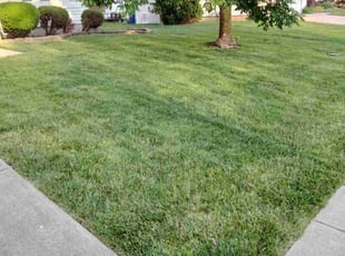 Djuana T.'s lawn service service result