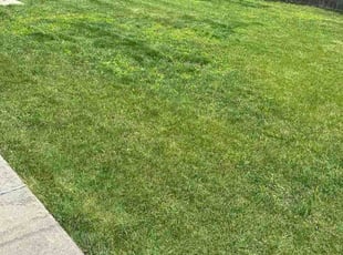 Julie B.'s turf maintenance service result