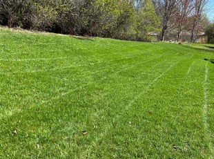 Clare L.'s lawn care service result