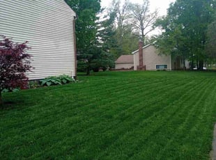 Neil L.'s grass cutting service result