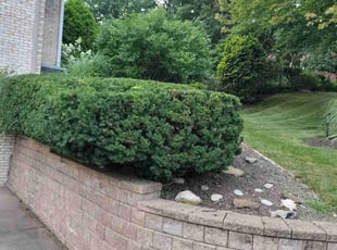 Claude R.'s lawn maintenance service result