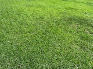 Gabrielle W.'s grass cutting service result