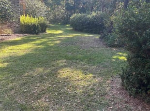 Halimah O.'s lawn service service result