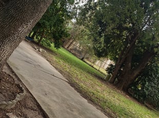 Matt F.'s Leaf Removal service result
