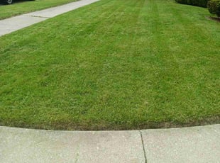 Christine D.'s grass maintenance service result
