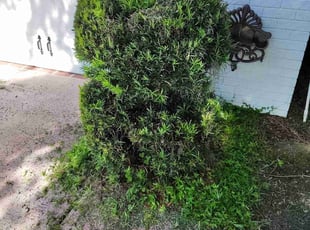 Doris H.'s Bush Trimming service result