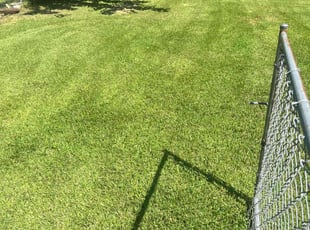 Harry W.'s turf care service result