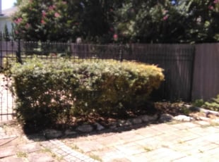Deborah W.'s Bush Trimming service result