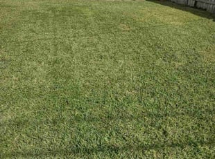 Stephen R.'s turf maintenance service result