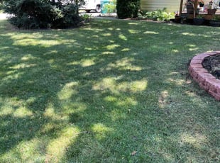 Donitta E.'s turf care service result