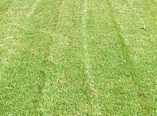 Jessica M.'s lawn maintenance service result