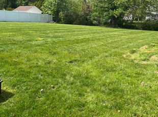 Monique F.'s lawn service service result