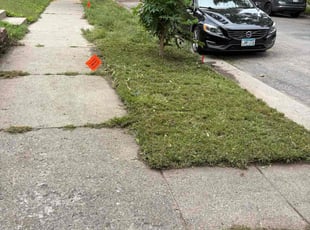 Crystal C.'s grass cutting service result