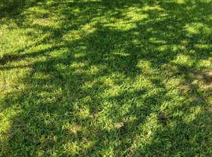 Terry J.'s turf maintenance service result