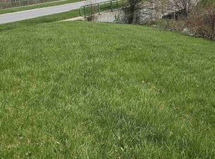 LaTanya S.'s grass cutting service result
