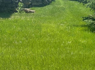 Jasmine B.'s lawn service service result