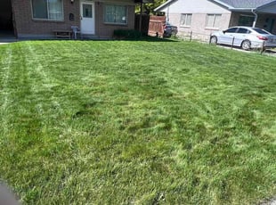 Michael E.'s Long Grass Cleanup service result