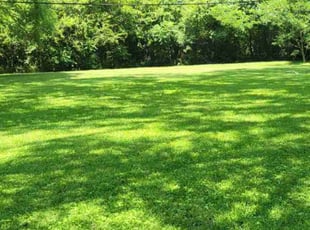 Talab A.'s landscaping service result