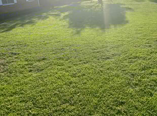 Vivvian C.'s lawn care service result