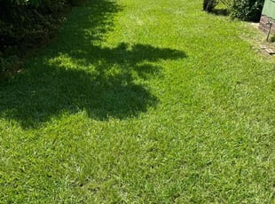Taylor C.'s lawn care service result