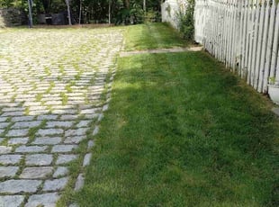 Ashley P.'s turf maintenance service result