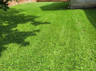 Kamalpreet M.'s turf care service result